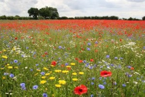 wild flowers