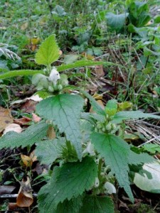 vulnerable flowers in November