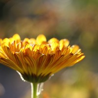 calendula-185322_640