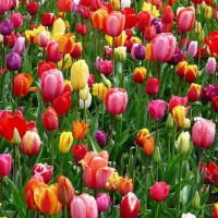 tulips-52125_640