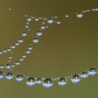 cobweb-1576323_640