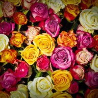 roses-1229148_640